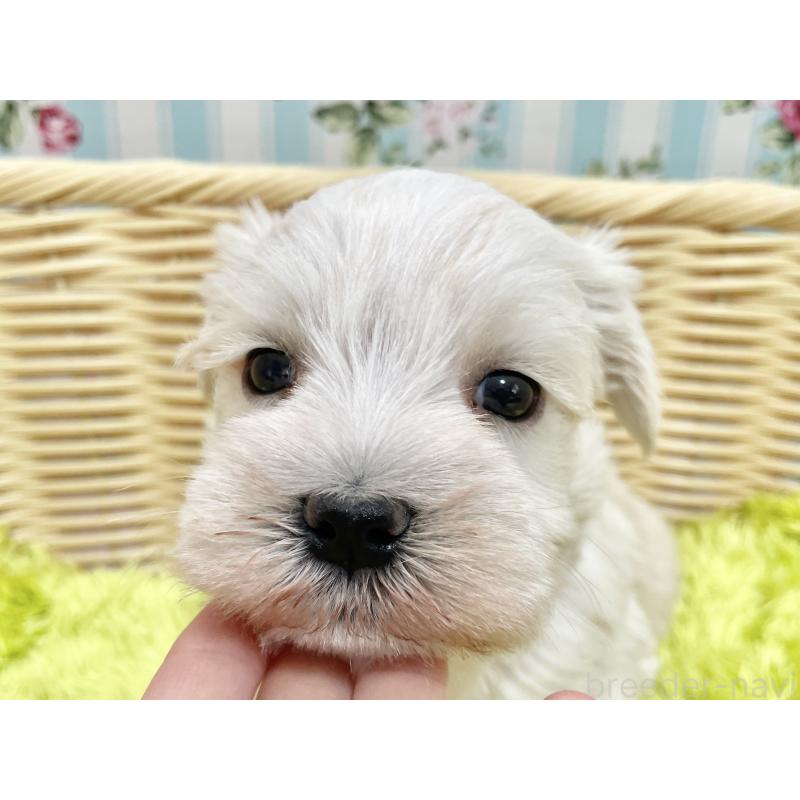 販売中の秋田県のマルシュナ:マルチーズ×ミニチュアシュナウザー-447736の6枚目