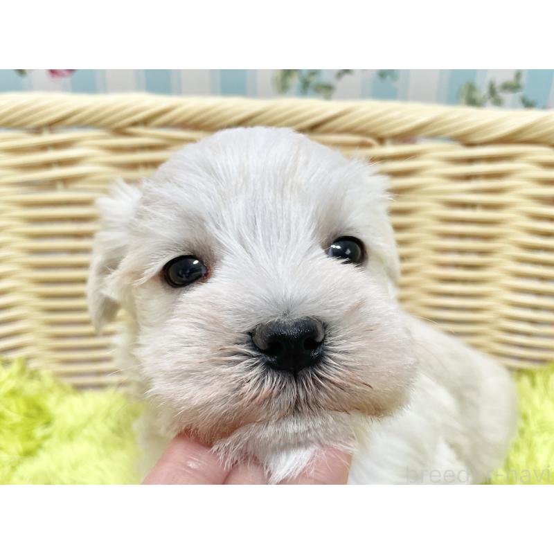 販売中の秋田県のマルシュナ:マルチーズ×ミニチュアシュナウザー-447736の5枚目