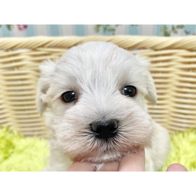 販売中の秋田県のマルシュナ:マルチーズ×ミニチュアシュナウザー-447736の4枚目