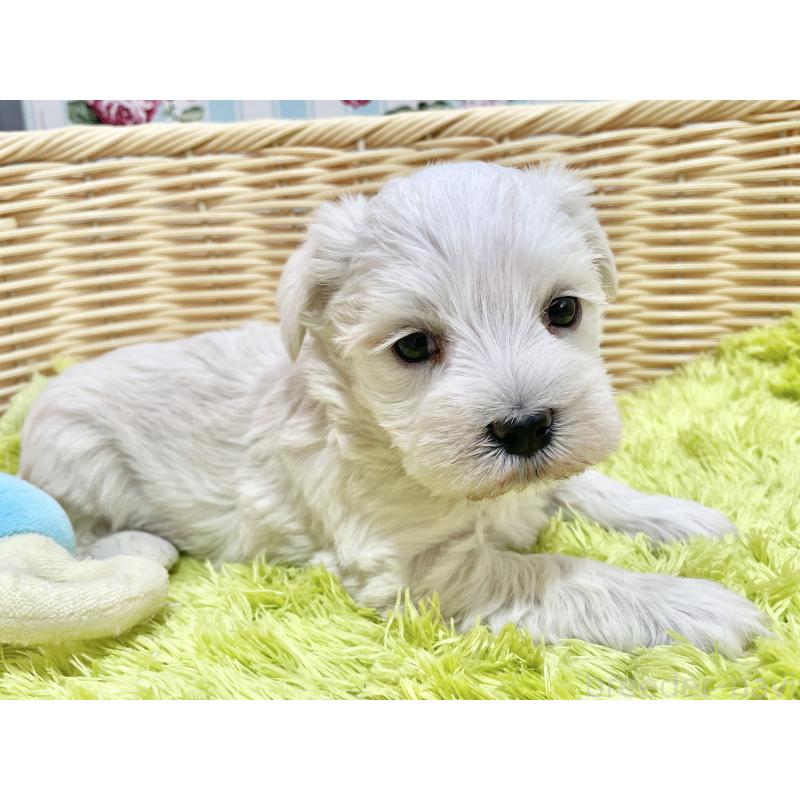 販売中の秋田県のマルシュナ:マルチーズ×ミニチュアシュナウザー-447736の1枚目