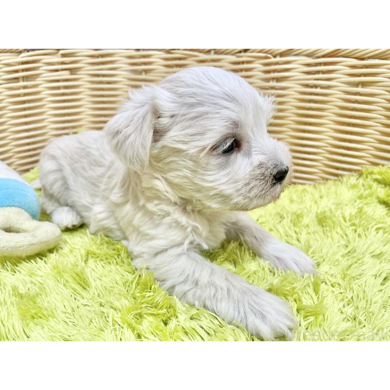 販売中の秋田県のマルシュナ:マルチーズ×ミニチュアシュナウザー-447736の2枚目