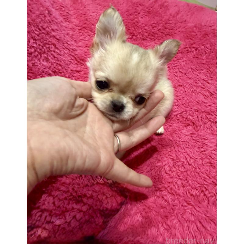 成約済の広島県のチワワ(ロングコート)-440285の4枚目