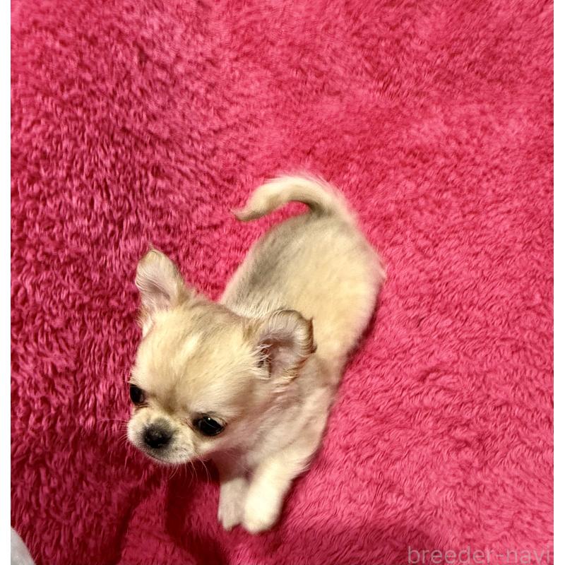 成約済の広島県のチワワ(ロングコート)-440285の3枚目