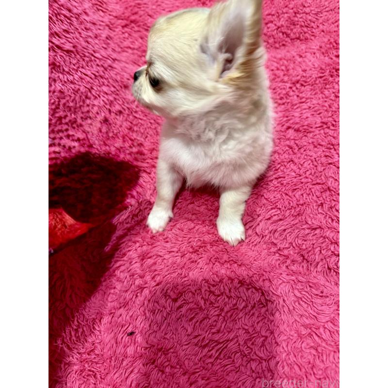 成約済の広島県のチワワ(ロングコート)-440285の2枚目