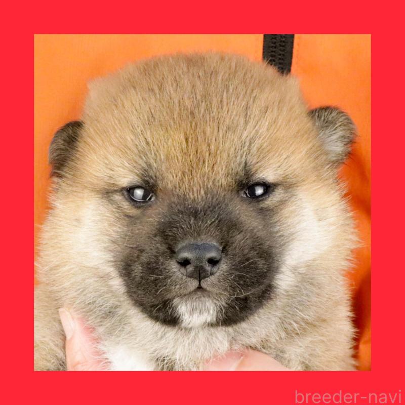 販売中の愛知県の柴犬-445469