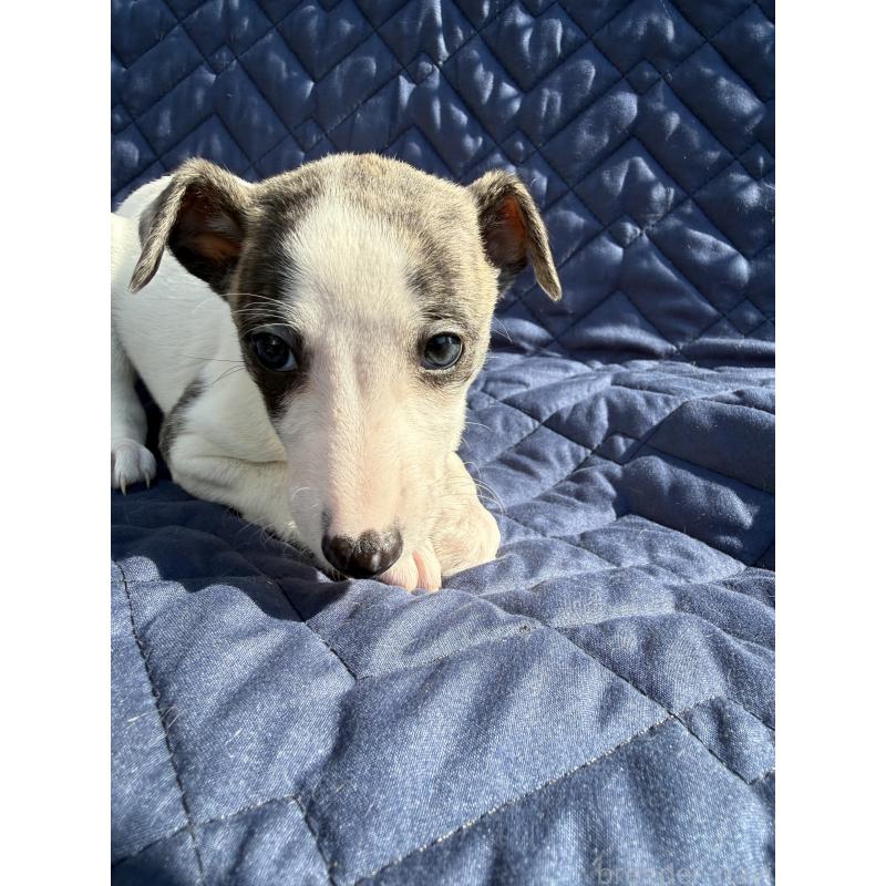 販売中の兵庫県のウィペット-447730の4枚目