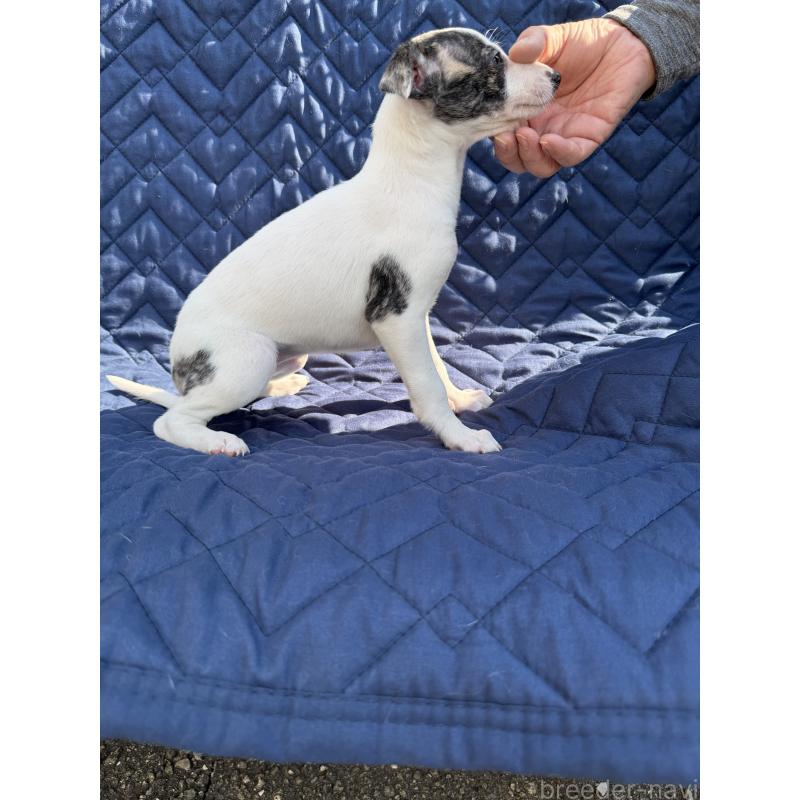 販売中の兵庫県のウィペット-447730の3枚目