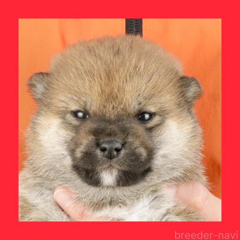 販売中の愛知県の柴犬-445470