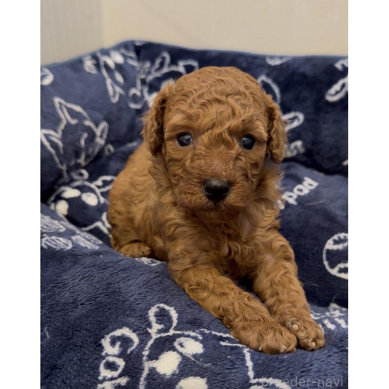 販売中の千葉県のタイニープードル-447732の1枚目