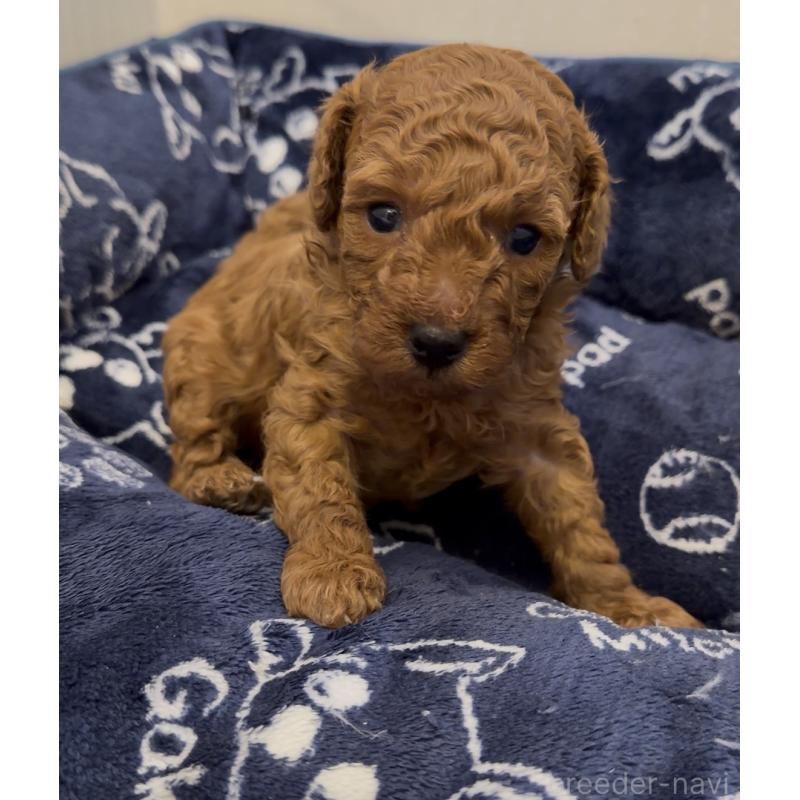 販売中の千葉県のタイニープードル-447732の3枚目