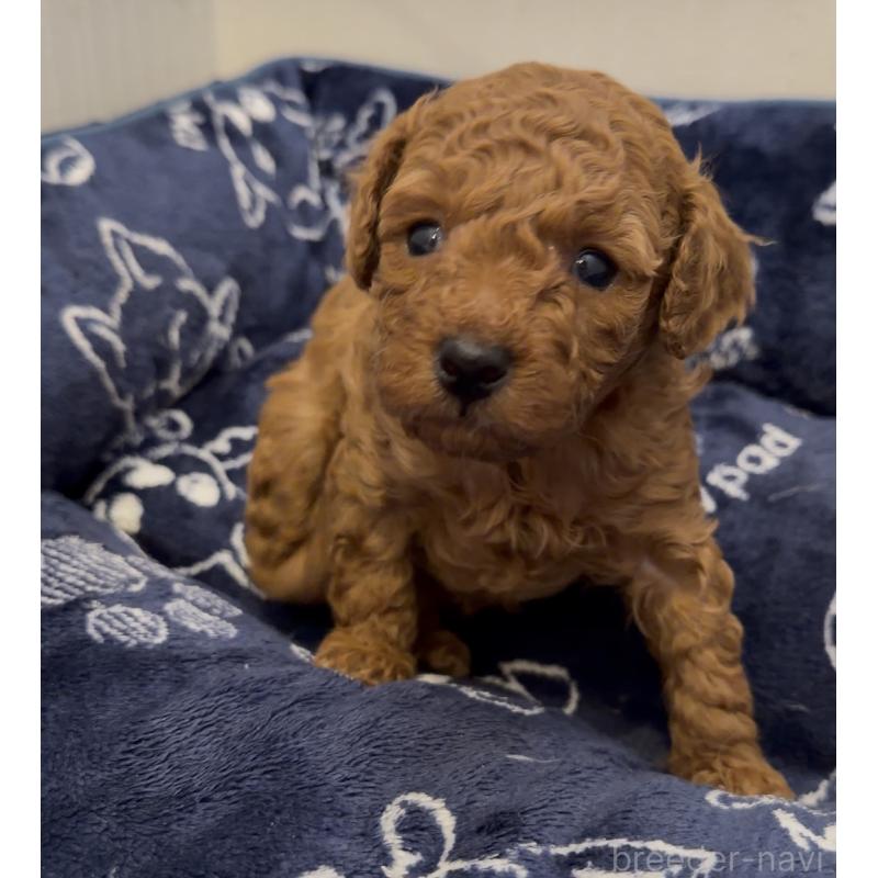 販売中の千葉県のタイニープードル-447732の2枚目