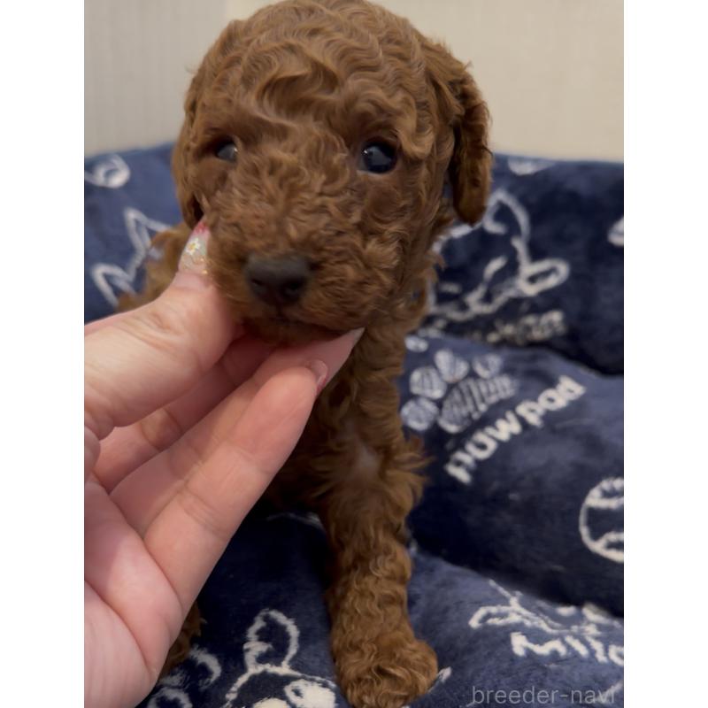 販売中の千葉県のタイニープードル-447733の4枚目