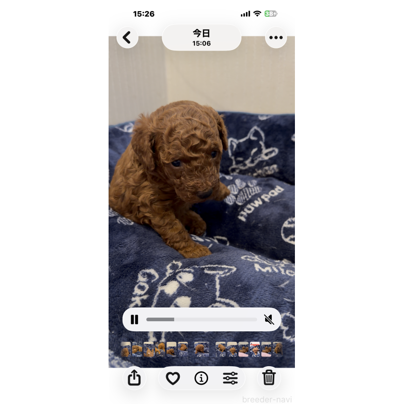 販売中の千葉県のタイニープードル-447733の3枚目