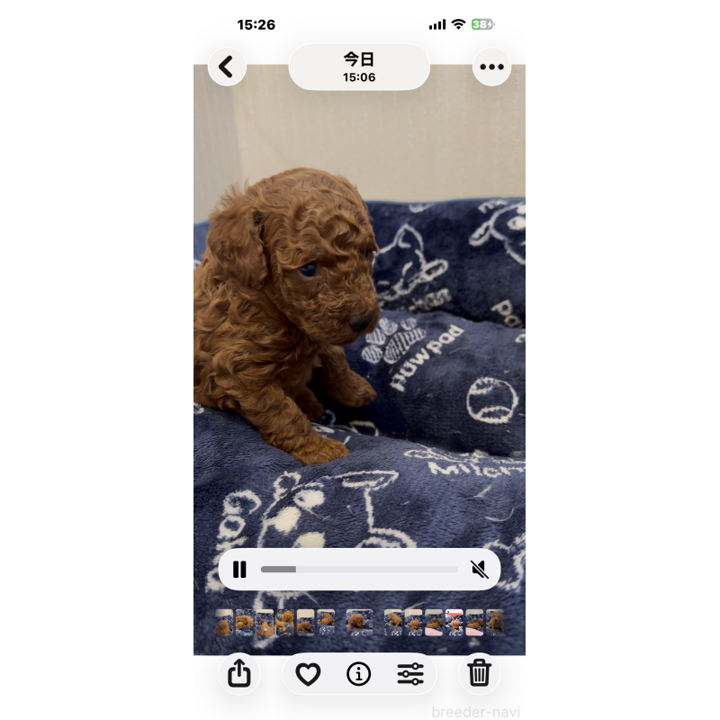 販売中の千葉県のタイニープードル-447733の2枚目