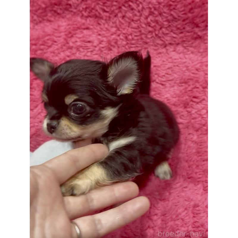 商談中の広島県のチワワ(ロングコート)-440313の6枚目