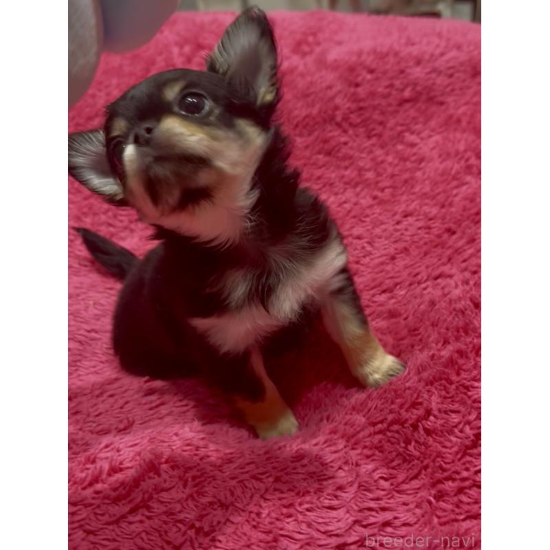 商談中の広島県のチワワ(ロングコート)-440313の5枚目