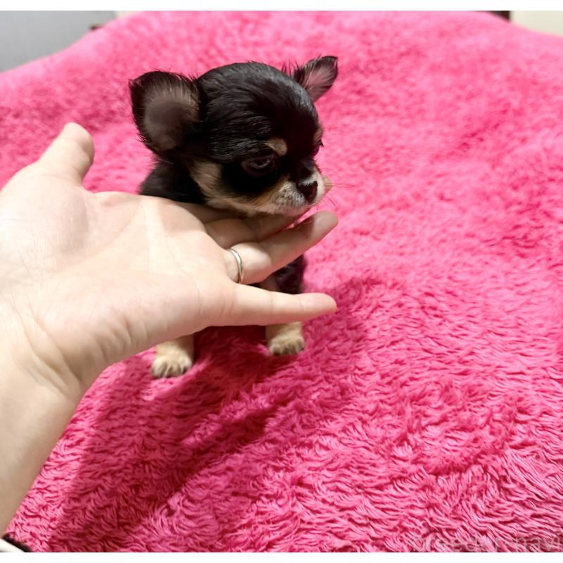 商談中の広島県のチワワ(ロングコート)-440313の4枚目