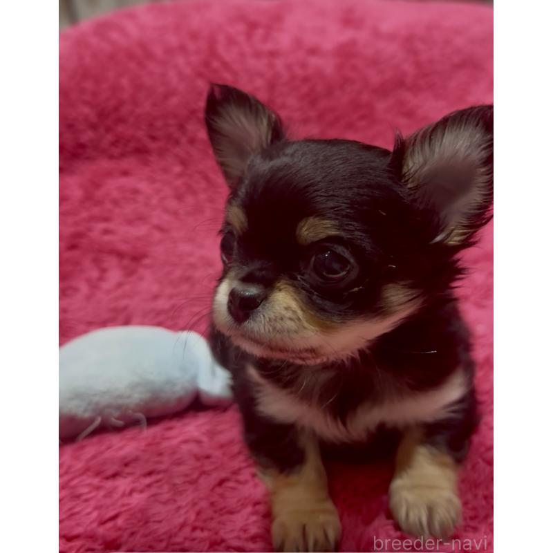 商談中の広島県のチワワ(ロングコート)-440313の3枚目