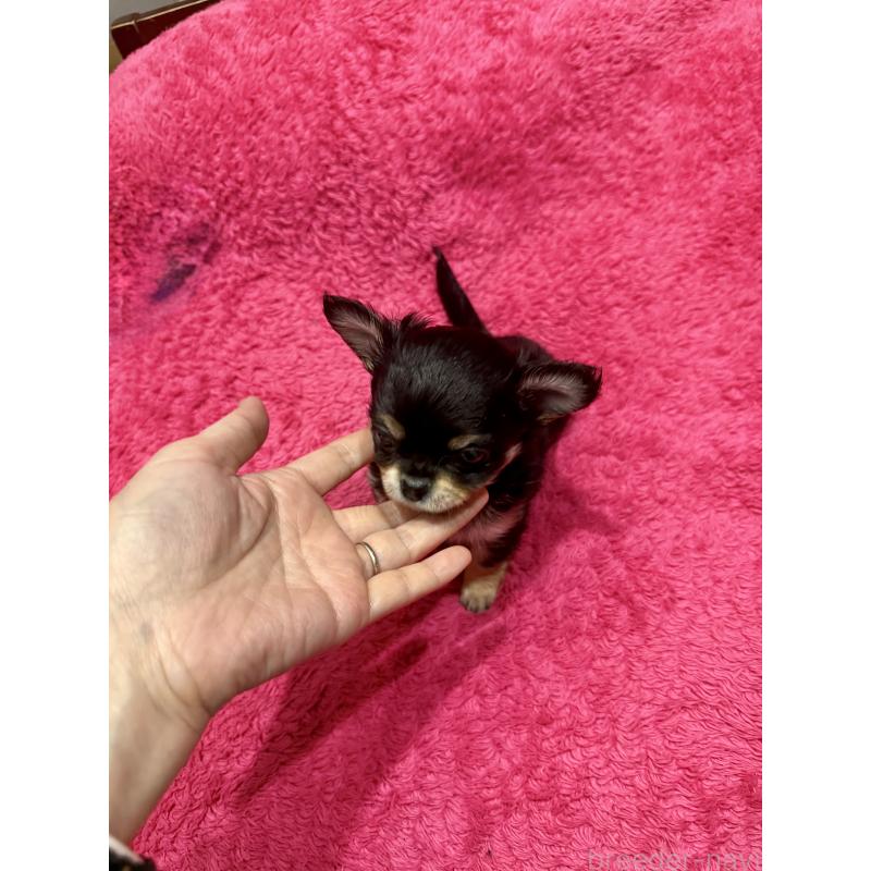 商談中の広島県のチワワ(ロングコート)-440313の2枚目