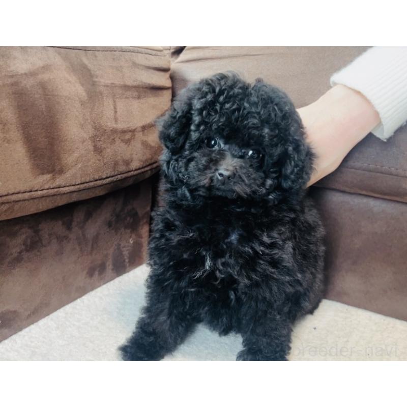 販売中の福岡県のティーカッププードル-439827の6枚目