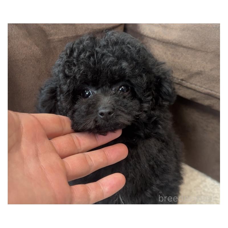 販売中の福岡県のティーカッププードル-439827の5枚目