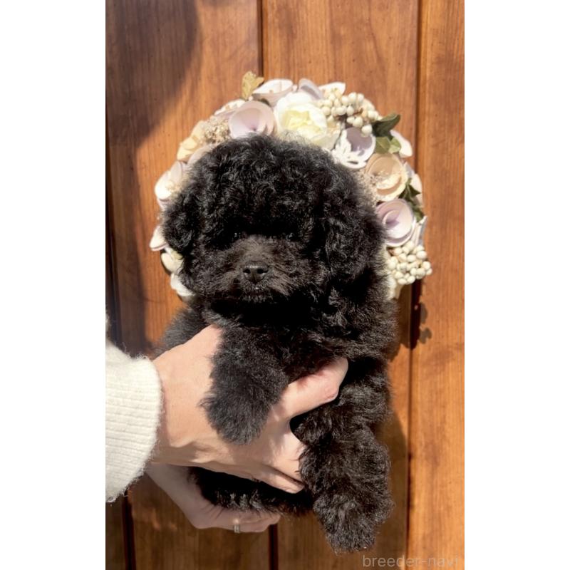 販売中の福岡県のティーカッププードル-439827の4枚目