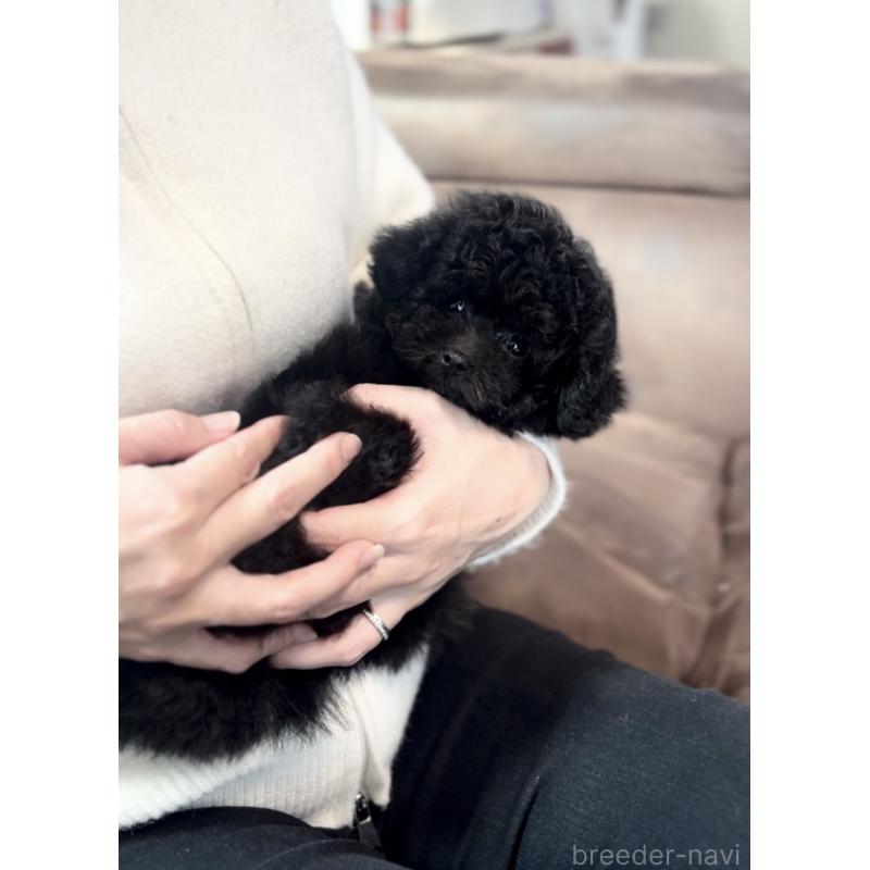 販売中の福岡県のティーカッププードル-439827の3枚目