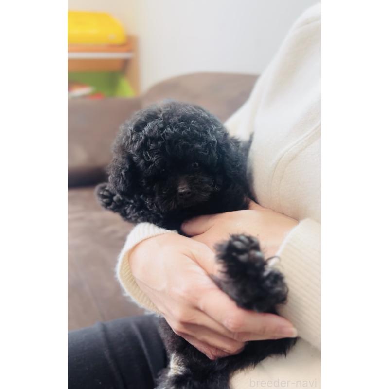 販売中の福岡県のティーカッププードル-439827の2枚目