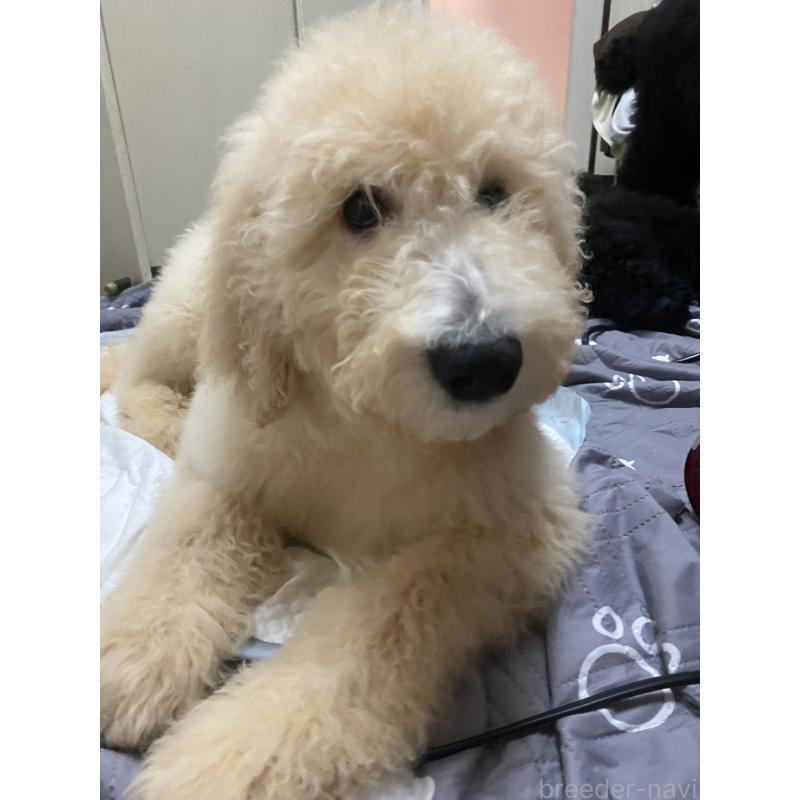 商談中の大阪府のゴールデンドゥードル:ゴールデンレトリーバー×プードル-436248