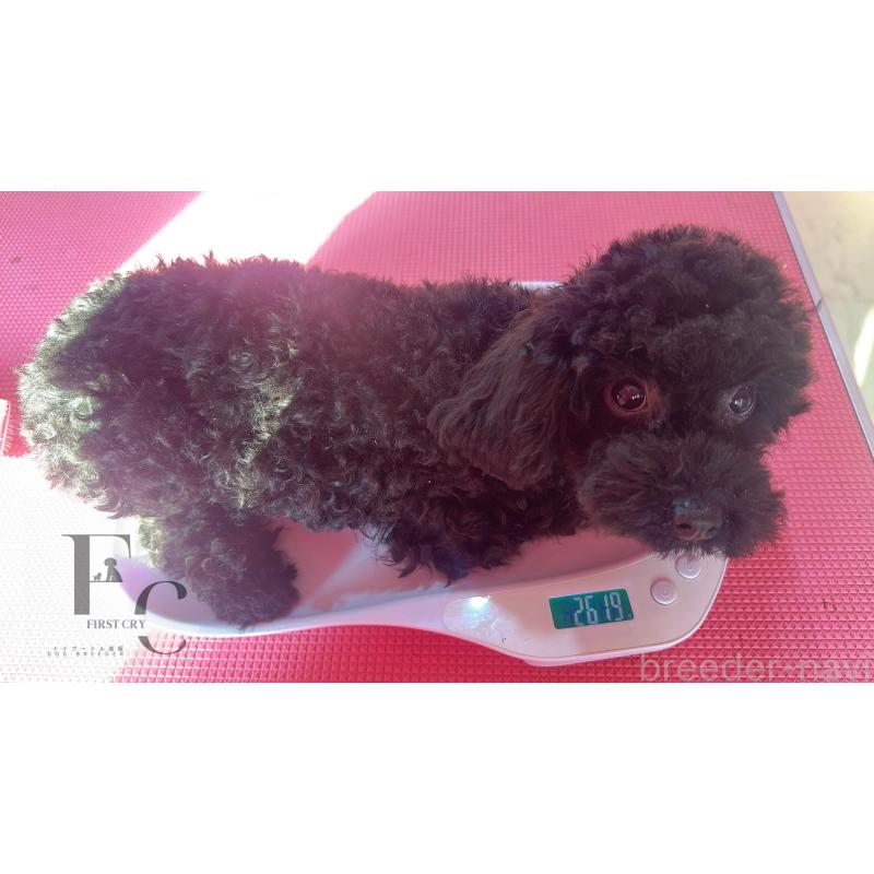 販売中の栃木県のタイニープードル-431828の3枚目