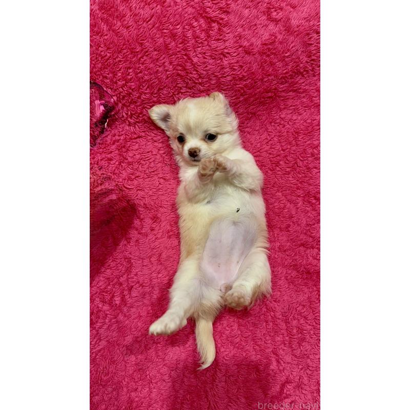 成約済の広島県のチワワ(ロングコート)-440304の4枚目