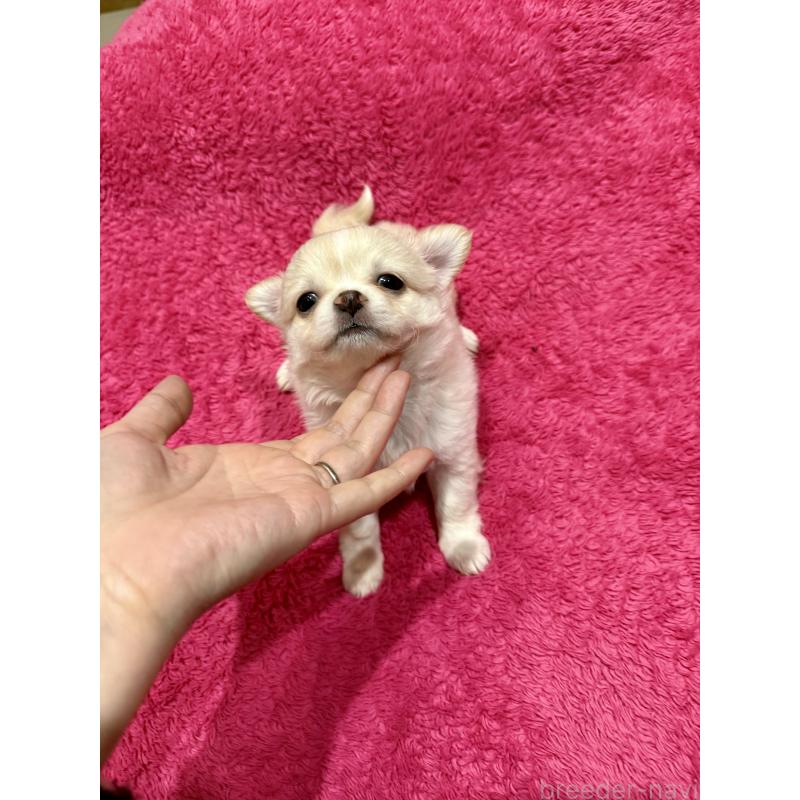 成約済の広島県のチワワ(ロングコート)-440304の3枚目