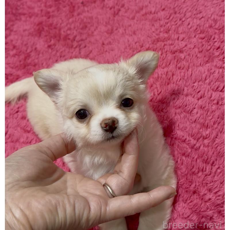 成約済の広島県のチワワ(ロングコート)-440304の2枚目