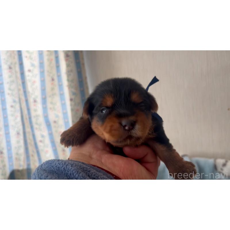 販売中の岡山県のヨークシャーテリア-447737の4枚目