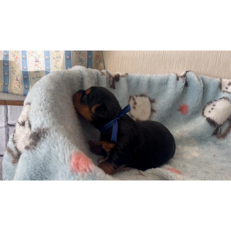 販売中の岡山県のヨークシャーテリア-447737の3枚目