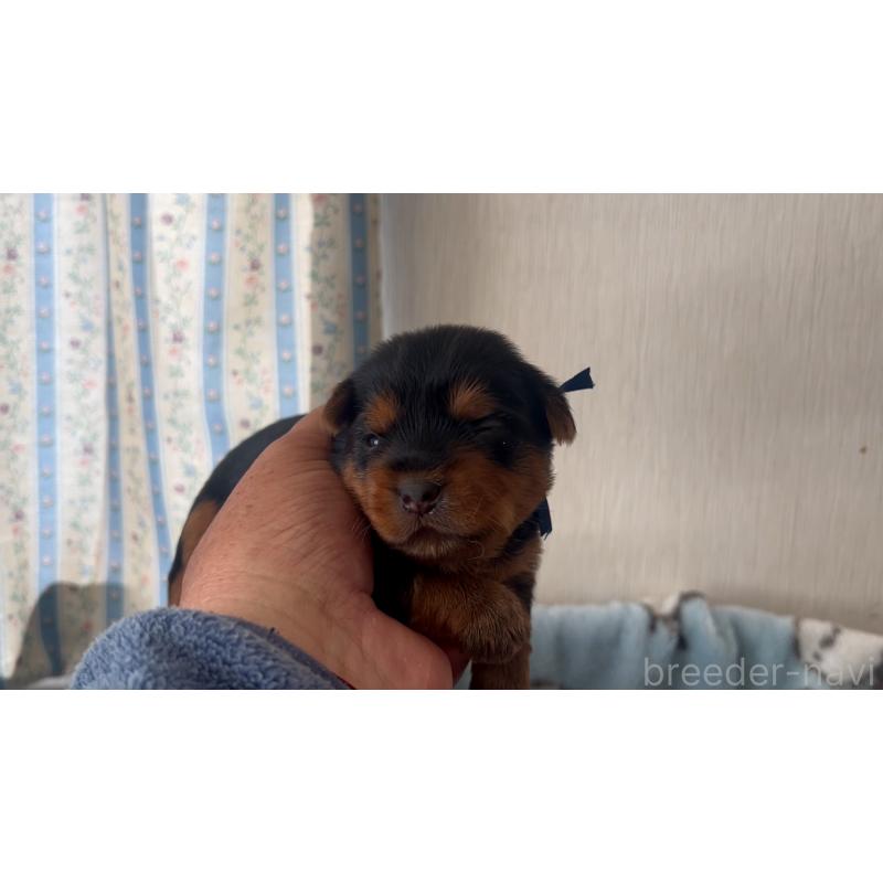 販売中の岡山県のヨークシャーテリア-447737の2枚目