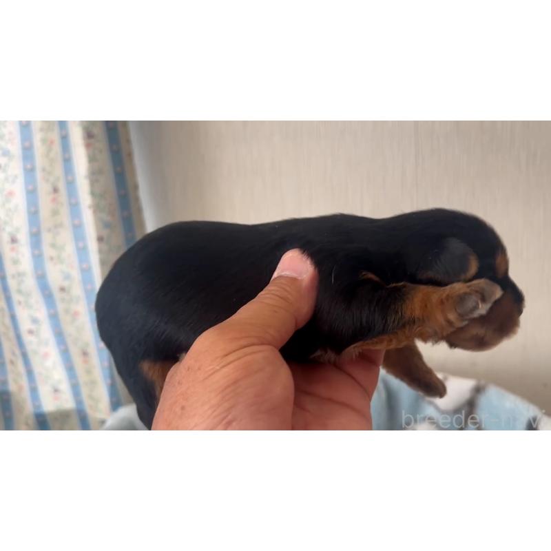 販売中の岡山県のヨークシャーテリア-447738の2枚目