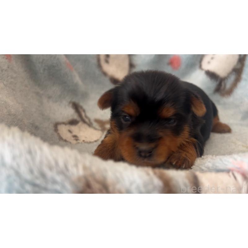 販売中の岡山県のヨークシャーテリア-447739の4枚目