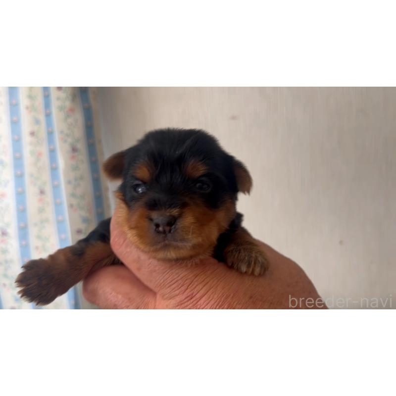 販売中の岡山県のヨークシャーテリア-447739の3枚目