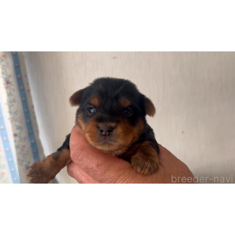 販売中の岡山県のヨークシャーテリア-447739の2枚目