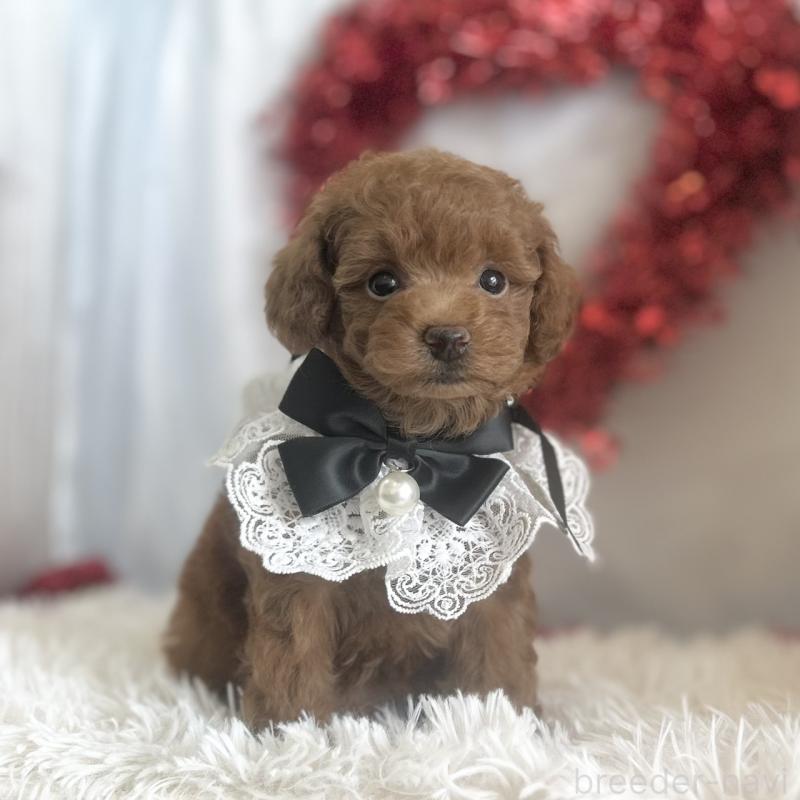 販売中の愛知県のトイプードル-447740の6枚目