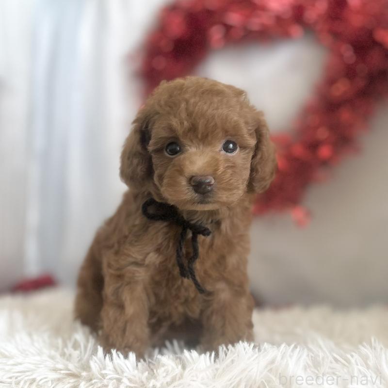 販売中の愛知県のトイプードル-447740の4枚目