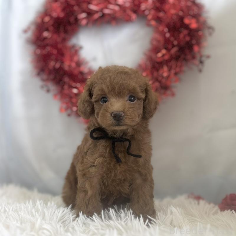 販売中の愛知県のトイプードル-447740の3枚目