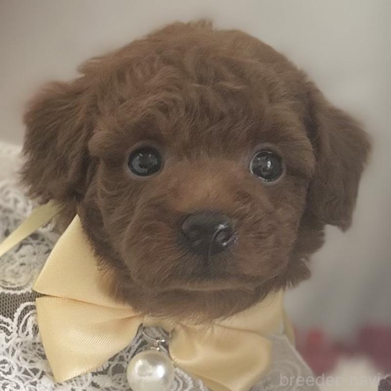 販売中の愛知県のトイプードル-447741