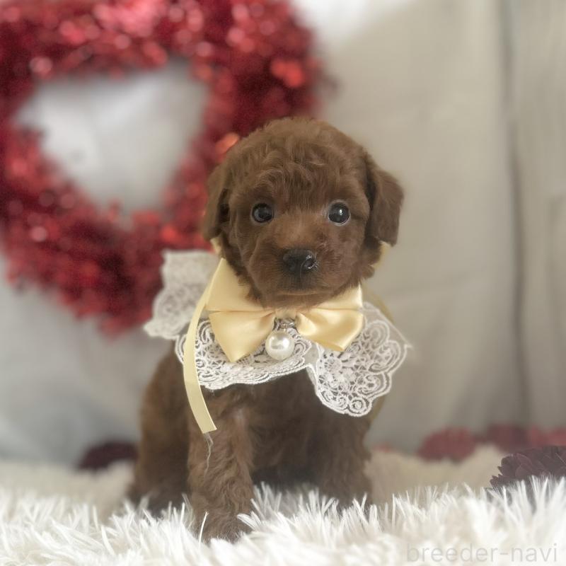 販売中の愛知県のトイプードル-447741の7枚目