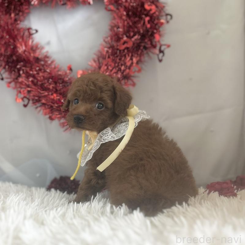 販売中の愛知県のトイプードル-447741の4枚目