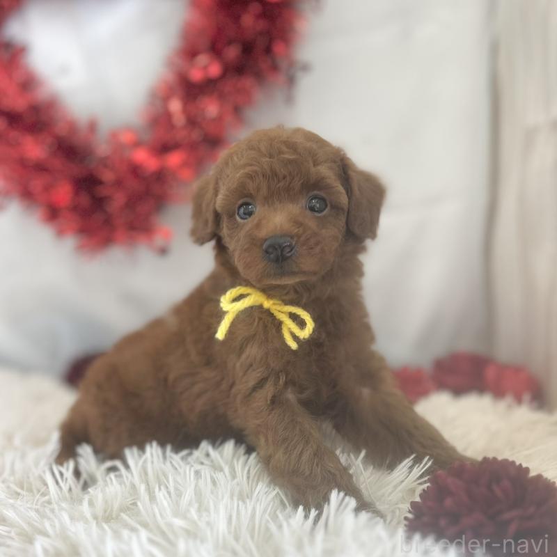 販売中の愛知県のトイプードル-447741の3枚目