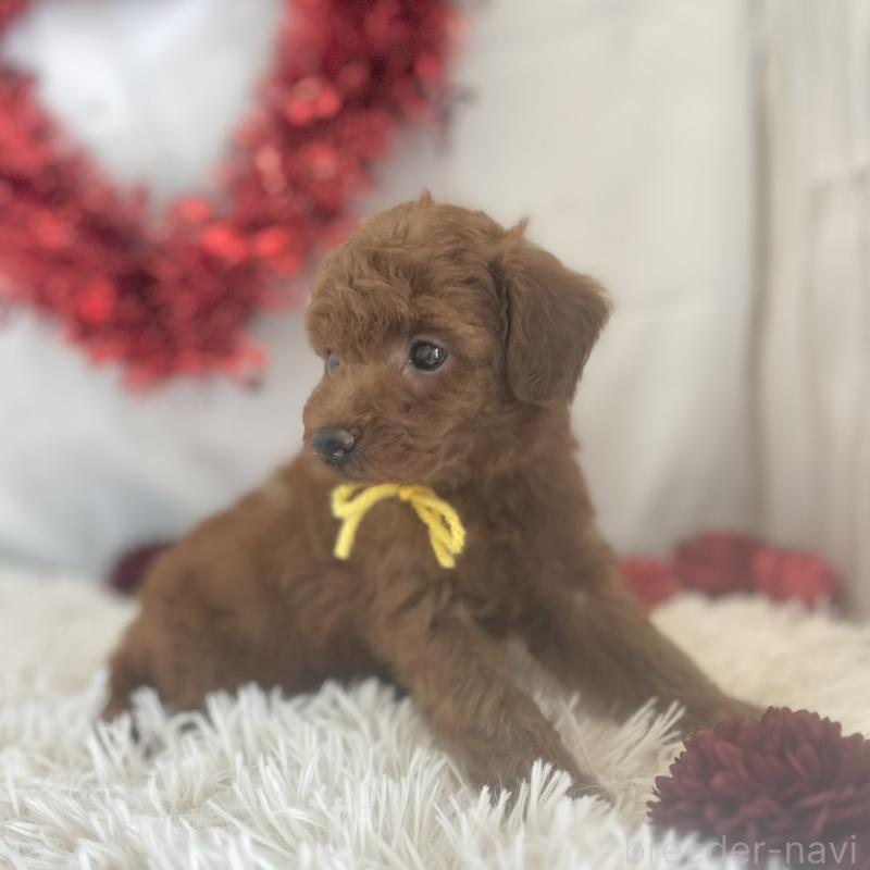 販売中の愛知県のトイプードル-447741の2枚目