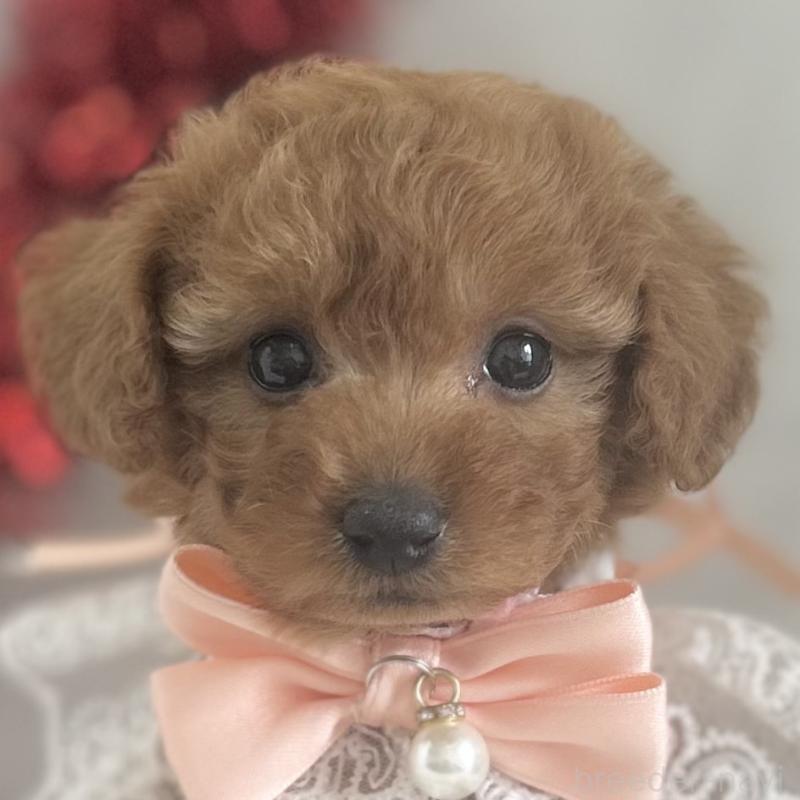 販売中の愛知県のトイプードル-447742