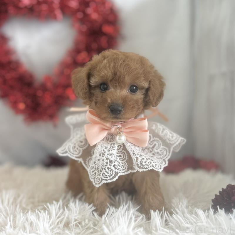 販売中の愛知県のトイプードル-447742の7枚目